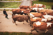 herding cattle 