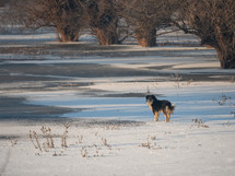 Shepard dog on a frozen lake in winter landscape in warm, morning light