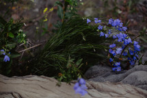 wild flowers growing on rock