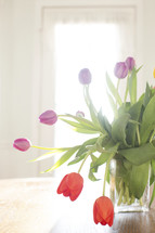 tulips in a vase 