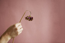 person holding a wilted flower.