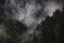 Misty and foggy spruce forest in the mountains