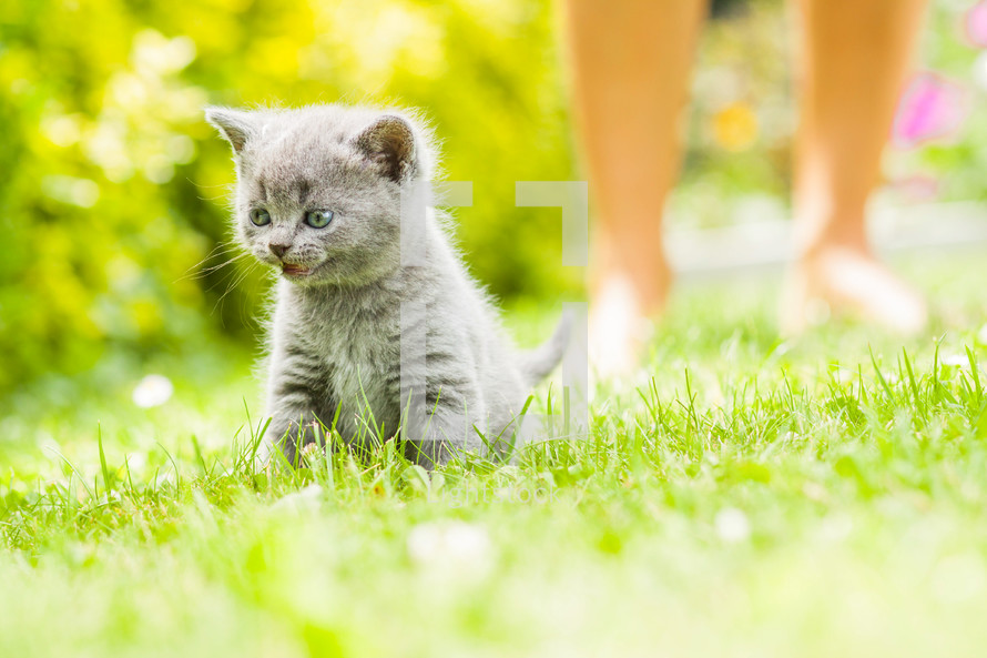 Kitten in the grass.