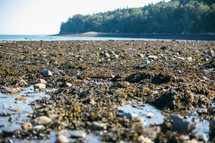 seaweed on a beach 