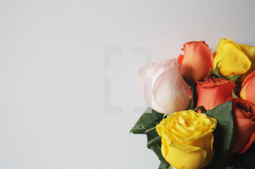 bouquet of roses on a white background 
