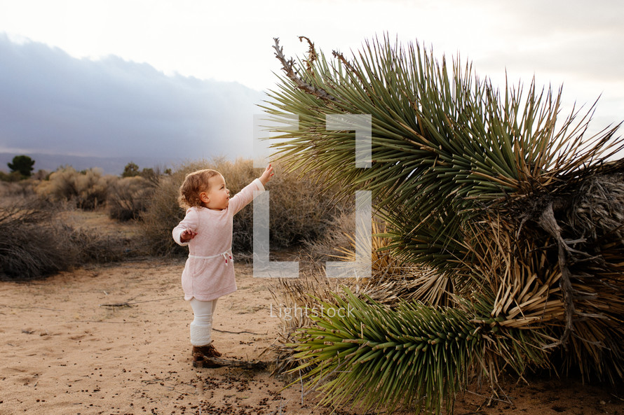 a toddler girl reaching for a cactus 