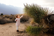 a toddler girl reaching for a cactus 