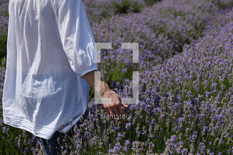 woman in a field of lavender  