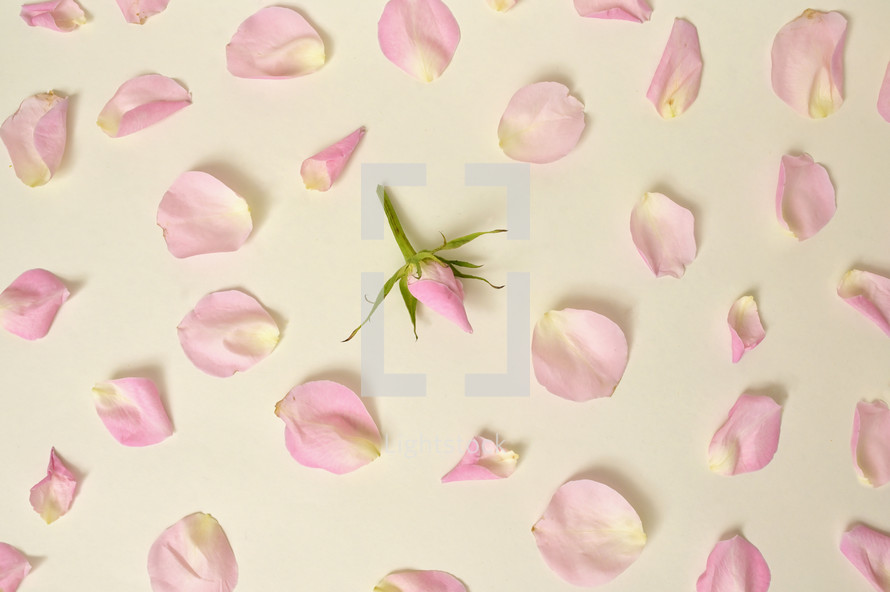 Background with Pink Rose and Petals