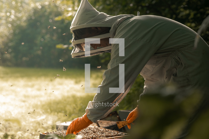 Beekeeper working with honey bees, wooden hive, beekeeping