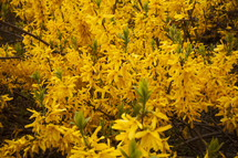 yellow spring flowers on a bush