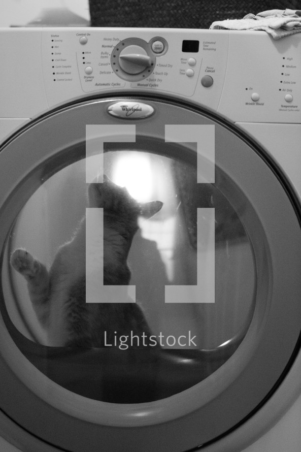 cat in a washing machine 