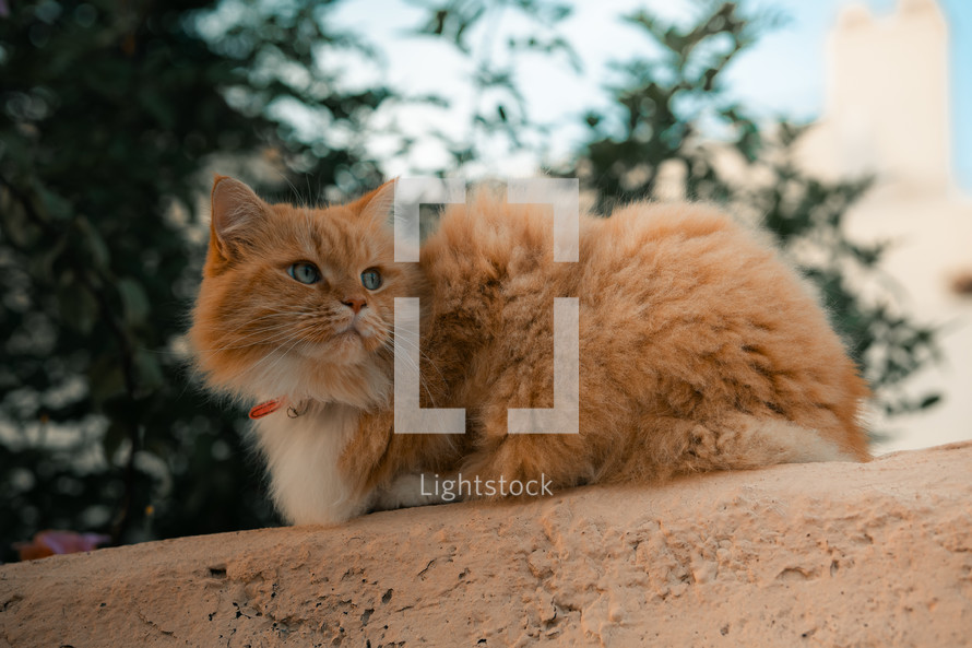 Ginger fluffy cat with blue eyes. Beautiful orange cat. Feline pet long haired kitten