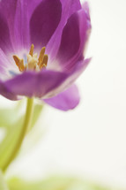 Close up of a purple tulip. 