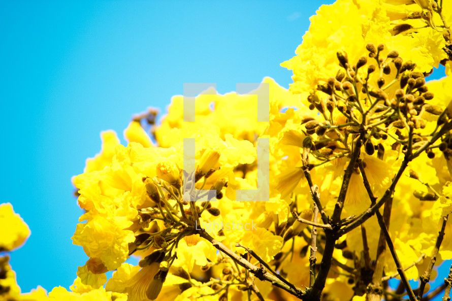 yellow flowers and blue sky 
