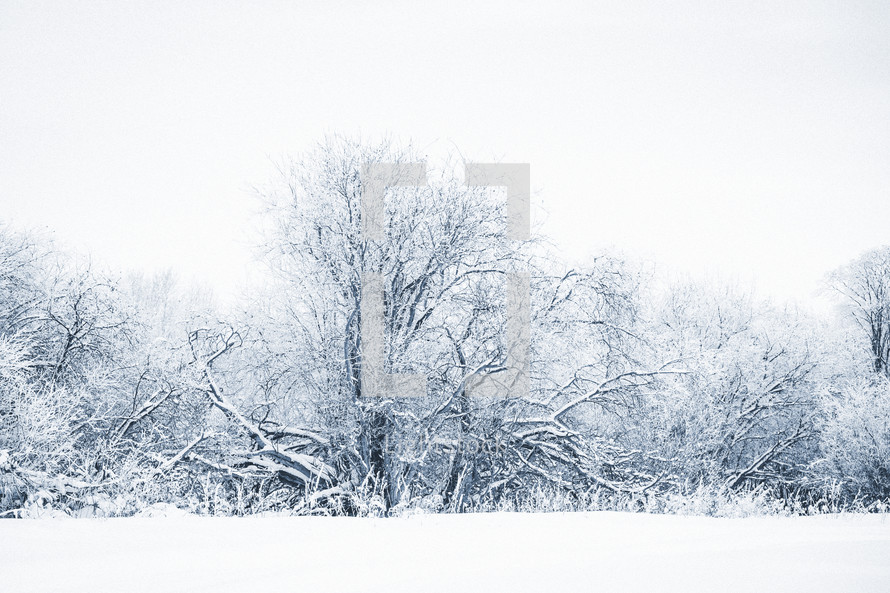 a blue toned photo of snow covered trees