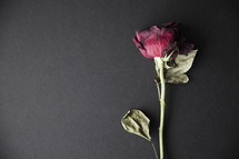 A single long stem red rose.