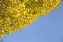 blue sky, sky, outdoors, fall, yellow, leaves, nature 