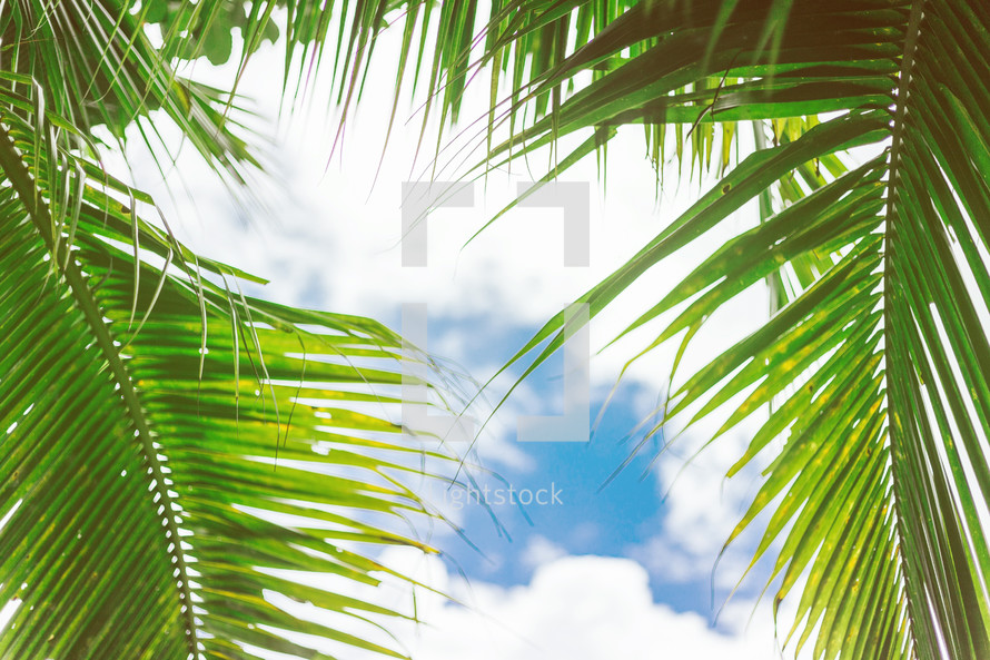 palm leaves against a blue sky 