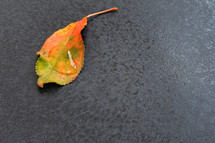 water droplet on a fall leaf 