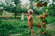 Cute Little Toddler Boy Picking Up Ripe Red Apples In Basket. Kid In Garden