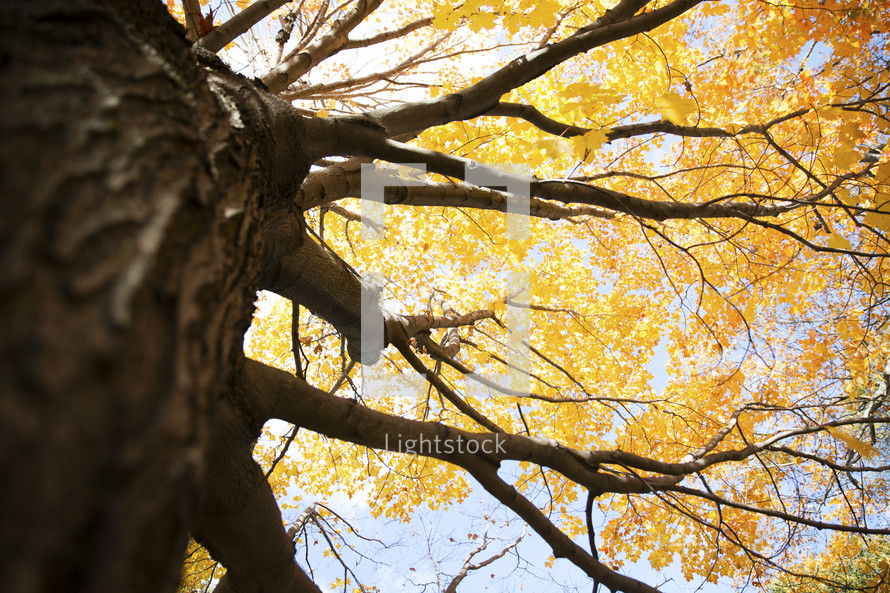 looking to the top of a tree with yellow fall leaves 