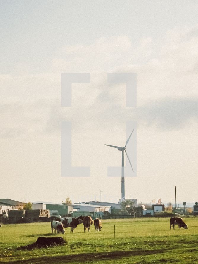 cows and a wind turbine