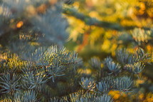 branches of a fir tree 
