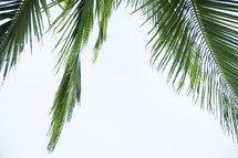 palm frond against a white sky