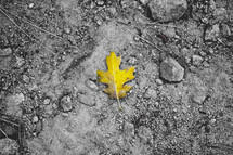 yellow leaf on gray dirt 