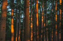 sunlight on tree trunks in a forest 