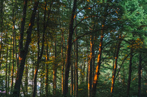 trees in a summer forest 