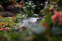 watering plants in a garden center 