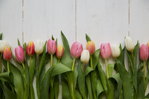 border of spring tulips 