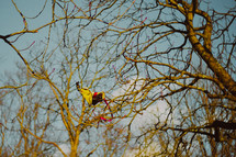 a kite in tree branches 
