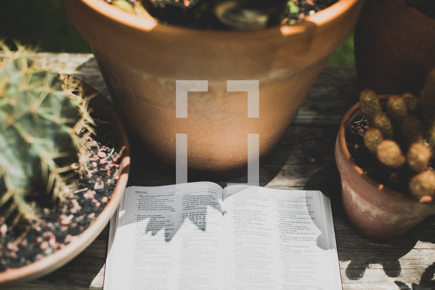 potted plants and the pages of an open Bible 