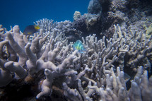 tropical fish swimming over coral 