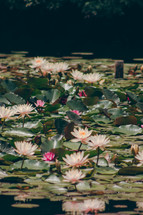 lily pads in a pond 