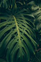 green tropical leaf 