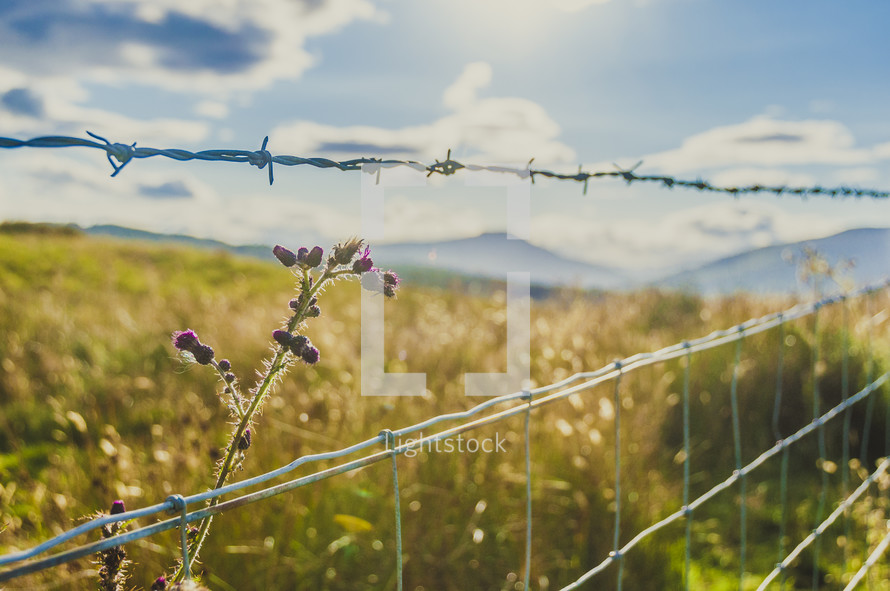 barbed wire fence and wildflowers 