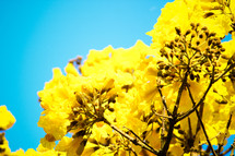 yellow flowers and blue sky 