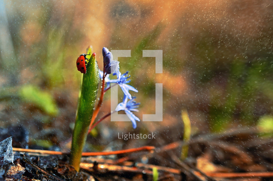 Closeup Ladybug on Common Violets Viola Odorata in Spring Rain