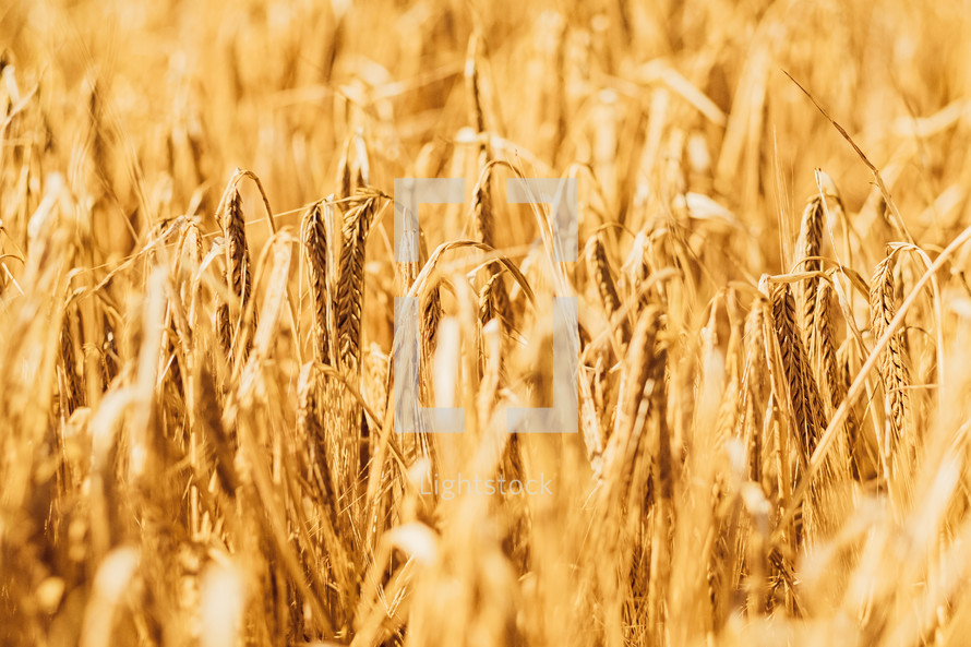 golden wheat 