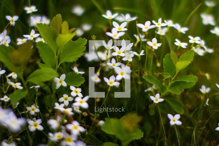 white wildflowers 