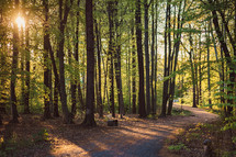 gravel path through a forest 