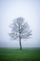 isolated tree in a fog covered field 