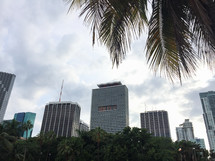 city buildings an palm tree