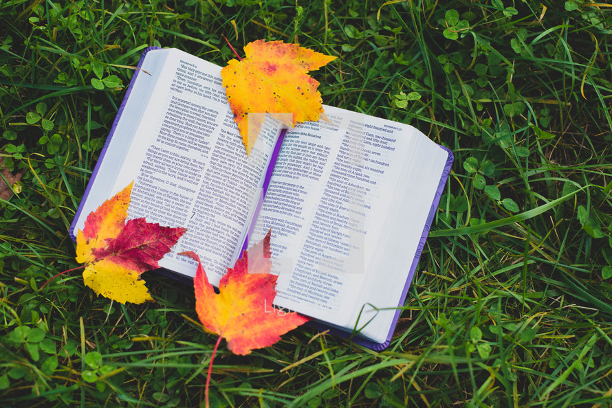 Bible and fall leaves on the ground 