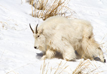 mountain goat in snow 