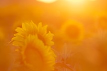 sun glare on sunflowers